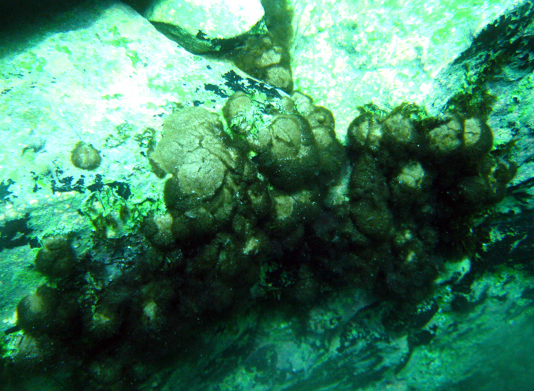 Immersione a Capo D''Acqua (AQ)